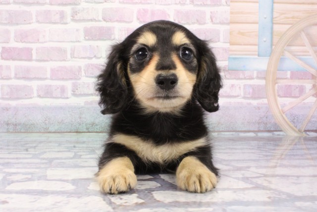 京都府のミニチュアダックスフンド(ロング) (Coo&RIKU京都店/2025年8月7日生まれ/男の子/ブラックイエロー)の子犬の1枚目の画像