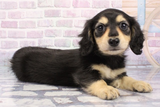 京都府のミニチュアダックスフンド(ロング) (Coo&RIKU京都店/2025年8月7日生まれ/男の子/ブラックイエロー)の子犬の2枚目の画像