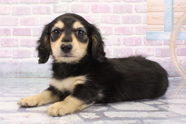 京都府のミニチュアダックスフンド(ロング) (Coo&RIKU京都店/2025年8月7日生まれ/男の子/ブラックイエロー)の子犬の3枚目の画像