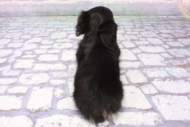 京都府のミニチュアダックスフンド(ロング) (Coo&RIKU京都店/2025年8月7日生まれ/男の子/ブラックイエロー)の子犬の4枚目の画像