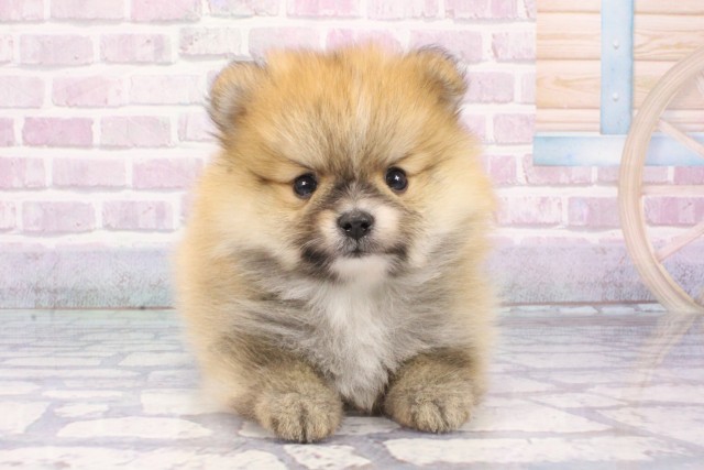 大阪府のポメラニアン (Coo&RIKU天王寺店/2025年8月7日生まれ/男の子/オレンジ)の子犬の1枚目の画像