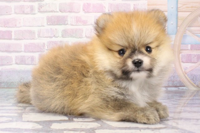 大阪府のポメラニアン (Coo&RIKU天王寺店/2025年8月7日生まれ/男の子/オレンジ)の子犬の2枚目の画像
