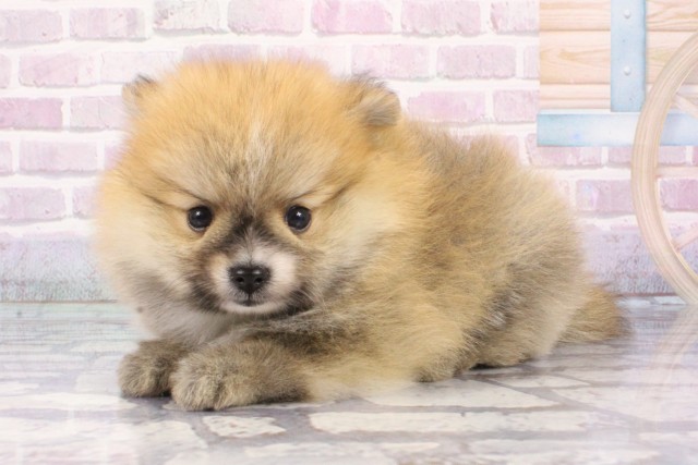 大阪府のポメラニアン (Coo&RIKU天王寺店/2025年8月7日生まれ/男の子/オレンジ)の子犬の3枚目の画像