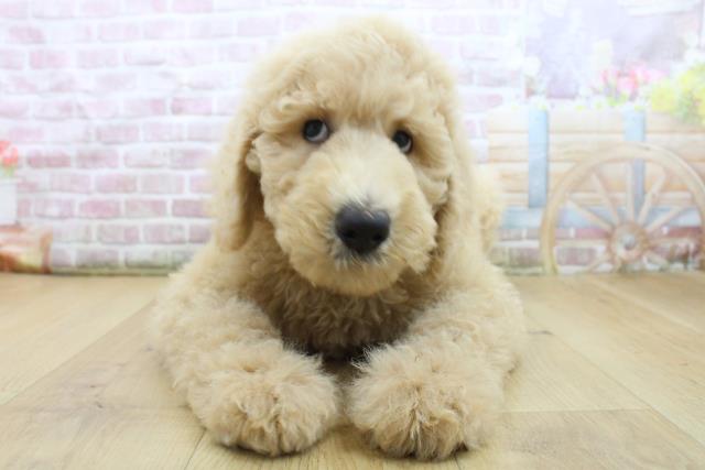 青森県のスタンダードプードル (Coo&RIKU青森店/2025年8月4日生まれ/男の子/クリーム)の子犬の1枚目の画像