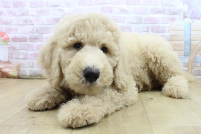 青森県のスタンダードプードル (Coo&RIKU青森店/2025年8月4日生まれ/男の子/クリーム)の子犬の2枚目の画像