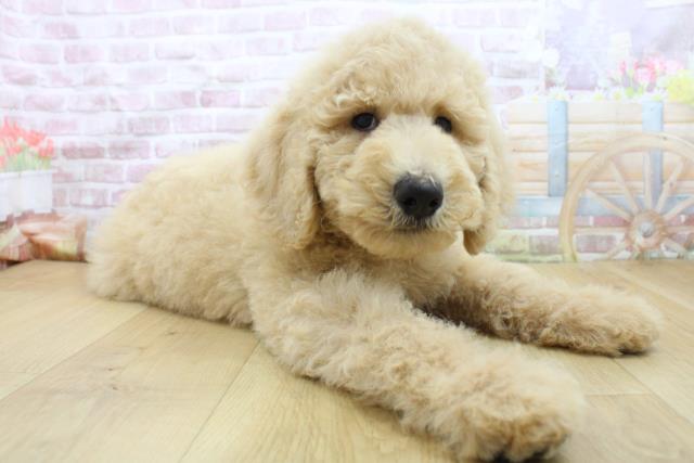 青森県のスタンダードプードル (Coo&RIKU青森店/2025年8月4日生まれ/男の子/クリーム)の子犬の3枚目の画像