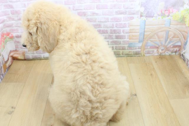 青森県のスタンダードプードル (Coo&RIKU青森店/2025年8月4日生まれ/男の子/クリーム)の子犬の4枚目の画像