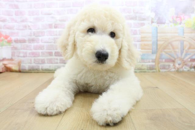 青森県のスタンダードプードル (Coo&RIKU弘前店/2025年8月4日生まれ/男の子/クリーム)の子犬の1枚目の画像