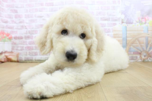 青森県のスタンダードプードル (Coo&RIKU弘前店/2025年8月4日生まれ/男の子/クリーム)の子犬の2枚目の画像