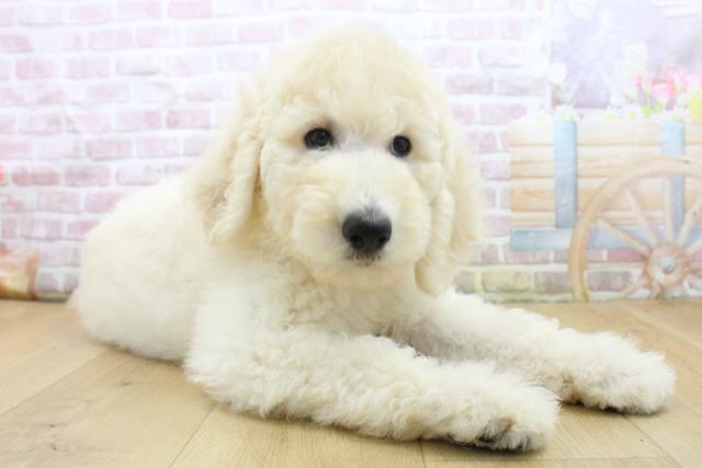 青森県のスタンダードプードル (Coo&RIKU弘前店/2025年8月4日生まれ/男の子/クリーム)の子犬の3枚目の画像