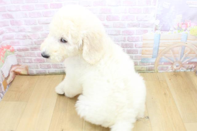 青森県のスタンダードプードル (Coo&RIKU弘前店/2025年8月4日生まれ/男の子/クリーム)の子犬の4枚目の画像