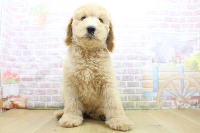 青森県のスタンダードプードル (Coo&RIKU八戸店/2025年8月4日生まれ/女の子/クリーム)の子犬の1枚目の画像
