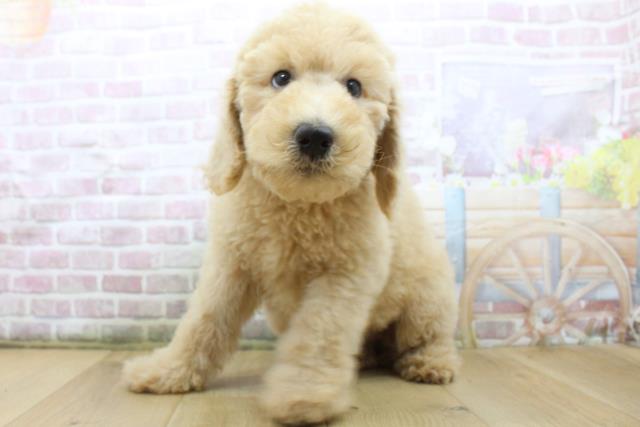 青森県のスタンダードプードル (Coo&RIKU八戸店/2025年8月4日生まれ/女の子/クリーム)の子犬の2枚目の画像