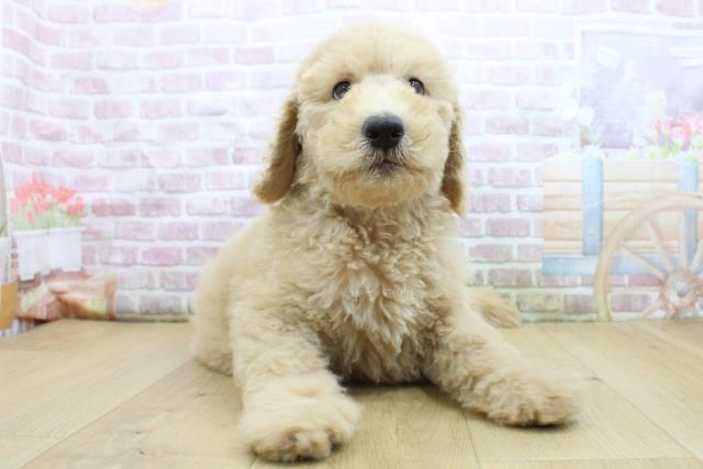 青森県のスタンダードプードル (Coo&RIKU八戸店/2025年8月4日生まれ/女の子/クリーム)の子犬の3枚目の画像