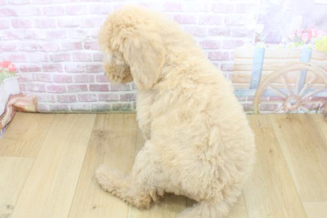 青森県のスタンダードプードル (Coo&RIKU八戸店/2025年8月4日生まれ/女の子/クリーム)の子犬の4枚目の画像