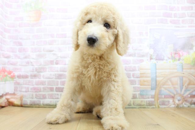 岩手県のスタンダードプードル (Coo&RIKU一関店/2025年8月4日生まれ/女の子/クリーム)の子犬の1枚目の画像