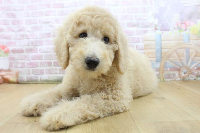 岩手県のスタンダードプードル (Coo&RIKU一関店/2025年8月4日生まれ/女の子/クリーム)の子犬の2枚目の画像