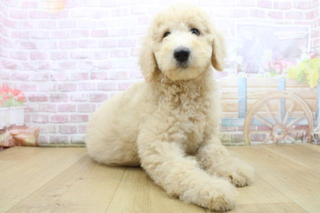 岩手県のスタンダードプードル (Coo&RIKU一関店/2025年8月4日生まれ/女の子/クリーム)の子犬の3枚目の画像