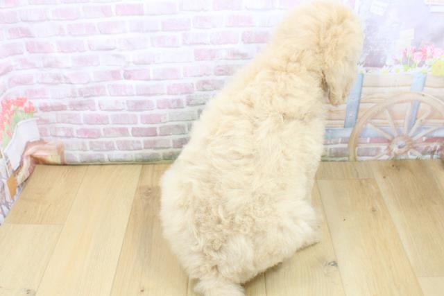 岩手県のスタンダードプードル (Coo&RIKU一関店/2025年8月4日生まれ/女の子/クリーム)の子犬の4枚目の画像