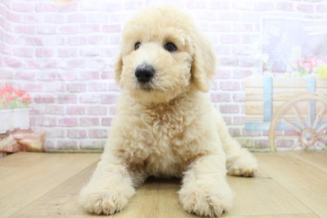 宮城県のスタンダードプードル (Coo&RIKUイオンタウン古川店/2025年8月4日生まれ/女の子/クリーム)の子犬の1枚目の画像