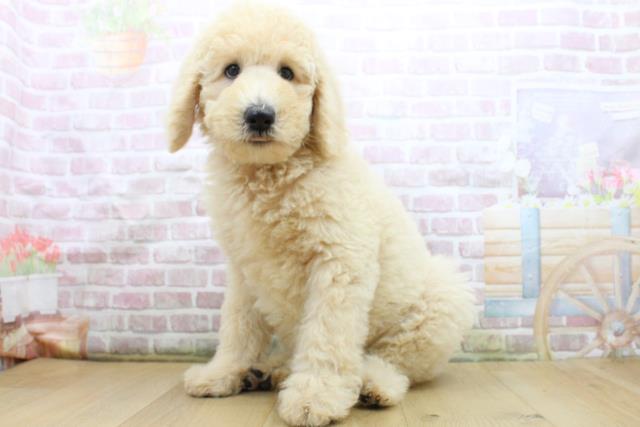 宮城県のスタンダードプードル (Coo&RIKUイオンタウン古川店/2025年8月4日生まれ/女の子/クリーム)の子犬の2枚目の画像