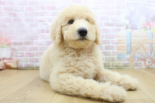 宮城県のスタンダードプードル (Coo&RIKUイオンタウン古川店/2025年8月4日生まれ/女の子/クリーム)の子犬の3枚目の画像