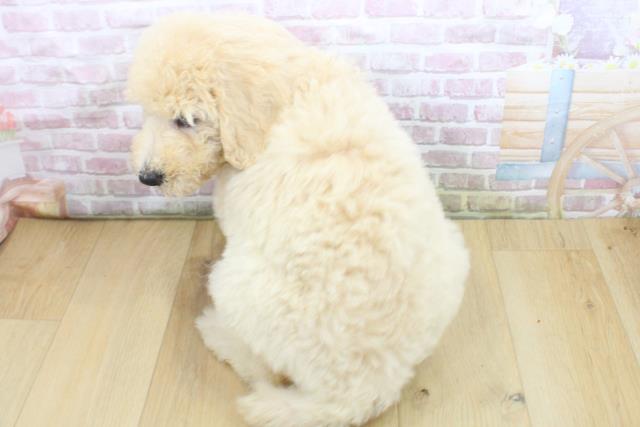 宮城県のスタンダードプードル (Coo&RIKUイオンタウン古川店/2025年8月4日生まれ/女の子/クリーム)の子犬の4枚目の画像
