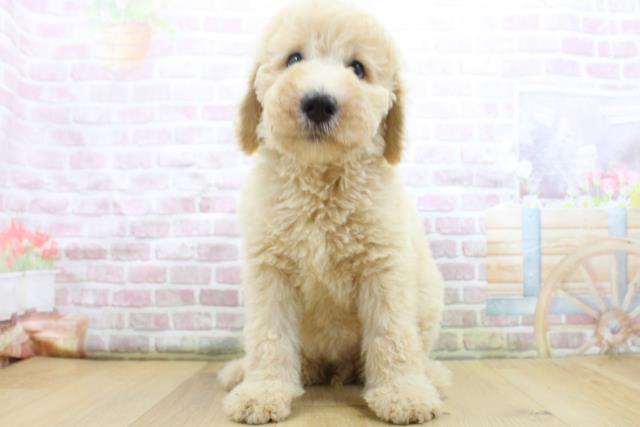 福島県のスタンダードプードル (Coo&RIKU福島店/2025年8月4日生まれ/女の子/クリーム)の子犬の1枚目の画像