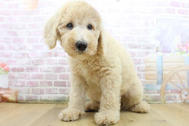 福島県のスタンダードプードル (Coo&RIKU福島店/2025年8月4日生まれ/女の子/クリーム)の子犬の2枚目の画像