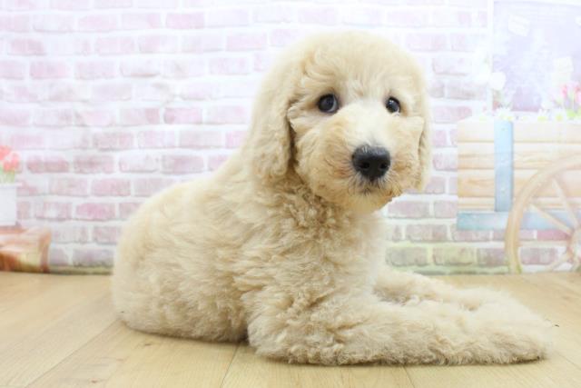 福島県のスタンダードプードル (Coo&RIKU福島店/2025年8月4日生まれ/女の子/クリーム)の子犬の3枚目の画像