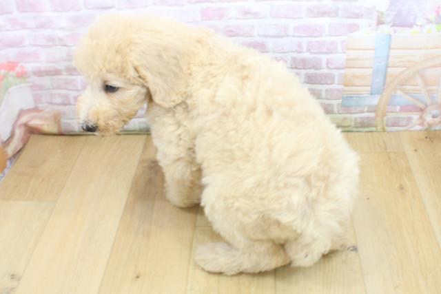福島県のスタンダードプードル (Coo&RIKU福島店/2025年8月4日生まれ/女の子/クリーム)の子犬の4枚目の画像