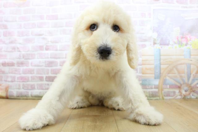 福島県のスタンダードプードル (Coo&RIKU郡山店/2025年8月4日生まれ/女の子/クリーム)の子犬の1枚目の画像