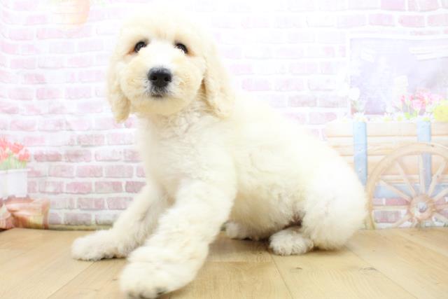 福島県のスタンダードプードル (Coo&RIKU郡山店/2025年8月4日生まれ/女の子/クリーム)の子犬の2枚目の画像