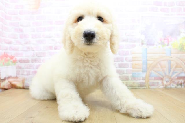 福島県のスタンダードプードル (Coo&RIKU郡山店/2025年8月4日生まれ/女の子/クリーム)の子犬の3枚目の画像