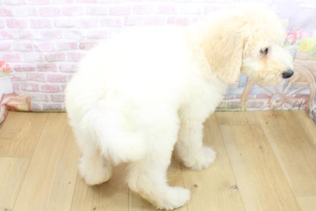 福島県のスタンダードプードル (Coo&RIKU郡山店/2025年8月4日生まれ/女の子/クリーム)の子犬の4枚目の画像