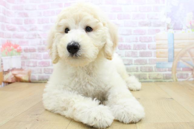 福島県のスタンダードプードル (Coo&RIKUいわき店/2025年8月4日生まれ/女の子/クリーム)の子犬の1枚目の画像