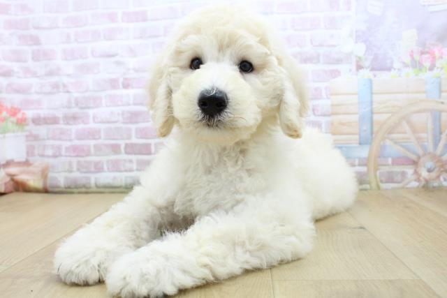 福島県のスタンダードプードル (Coo&RIKUいわき店/2025年8月4日生まれ/女の子/クリーム)の子犬の2枚目の画像