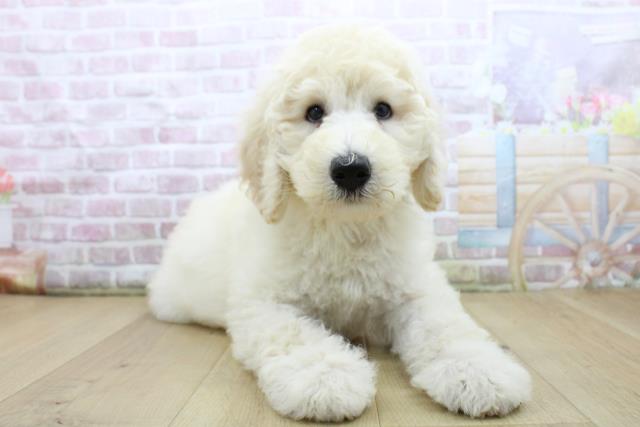 福島県のスタンダードプードル (Coo&RIKUいわき店/2025年8月4日生まれ/女の子/クリーム)の子犬の3枚目の画像