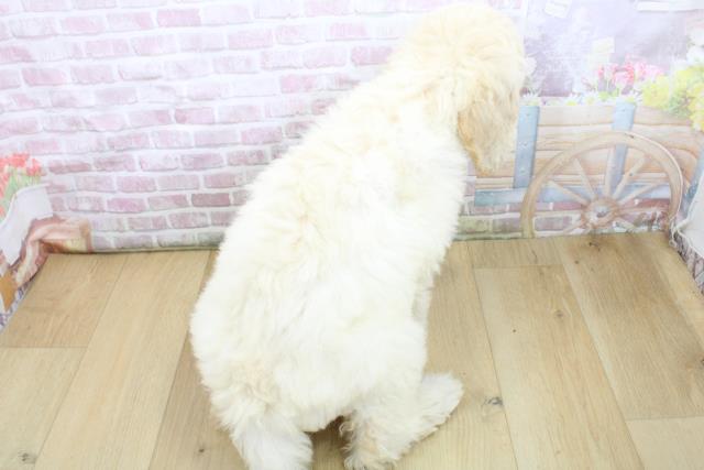 福島県のスタンダードプードル (Coo&RIKUいわき店/2025年8月4日生まれ/女の子/クリーム)の子犬の4枚目の画像