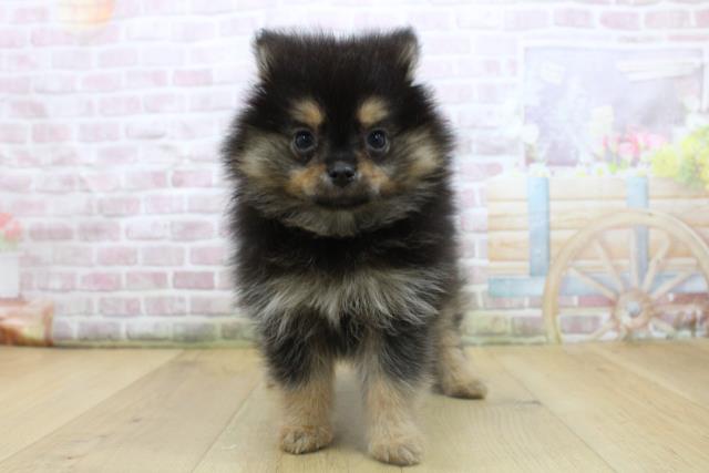 青森県のポメラニアン (Coo&RIKU弘前店/2025年8月7日生まれ/男の子/ブラックタン)の子犬の1枚目の画像