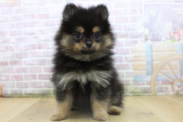 青森県のポメラニアン (Coo&RIKU弘前店/2025年8月7日生まれ/男の子/ブラックタン)の子犬の2枚目の画像