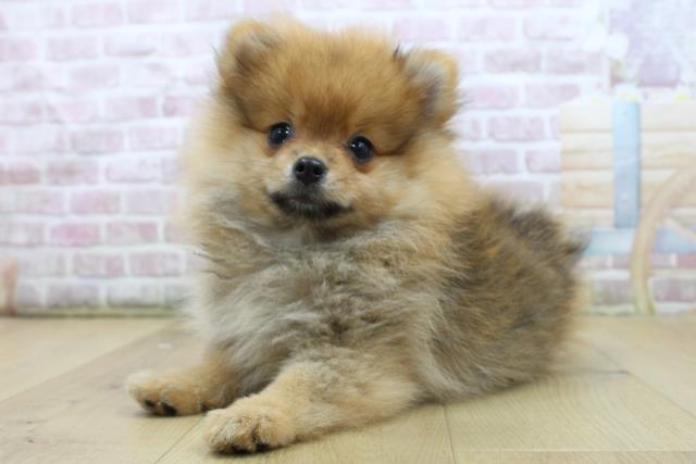 福島県のポメラニアン (Coo&RIKU郡山店/2025年8月7日生まれ/女の子/オレンジセーブル)の子犬の2枚目の画像