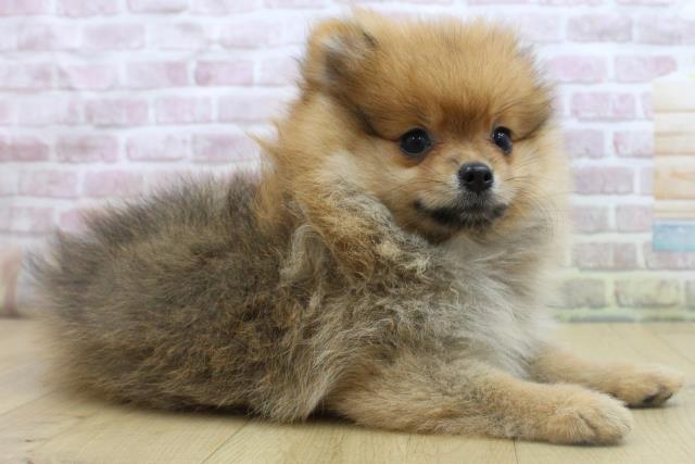 福島県のポメラニアン (Coo&RIKU郡山店/2025年8月7日生まれ/女の子/オレンジセーブル)の子犬の3枚目の画像