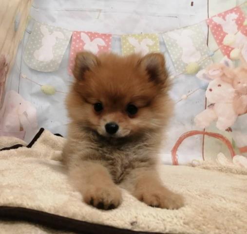 ポメラニアン