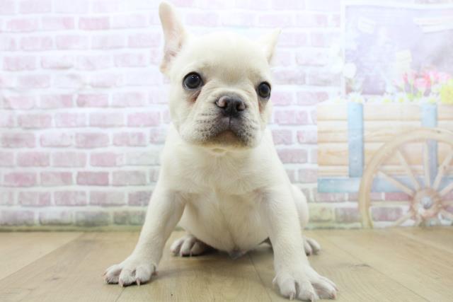 福島県のフレンチブルドッグ (Coo&RIKU福島店/2025年8月8日生まれ/男の子/クリーム)の子犬の1枚目の画像