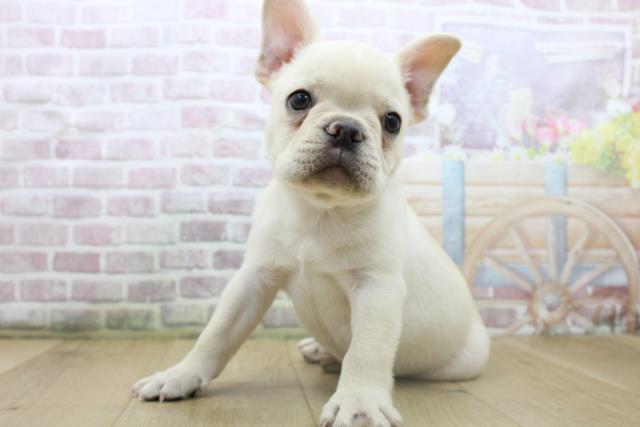 福島県のフレンチブルドッグ (Coo&RIKU福島店/2025年8月8日生まれ/男の子/クリーム)の子犬の2枚目の画像