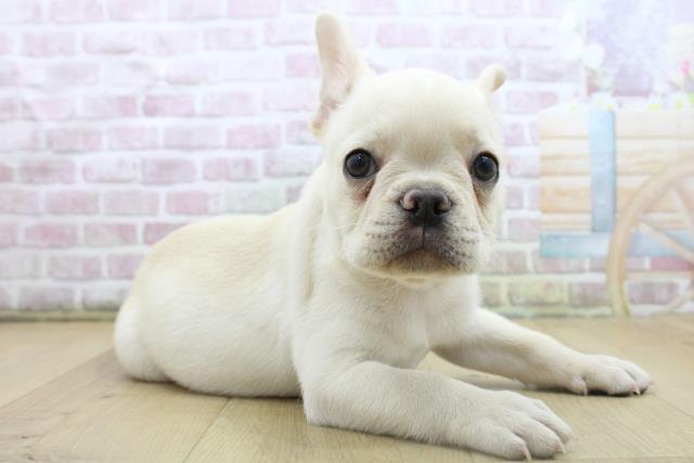 福島県のフレンチブルドッグ (Coo&RIKU福島店/2025年8月8日生まれ/男の子/クリーム)の子犬の3枚目の画像