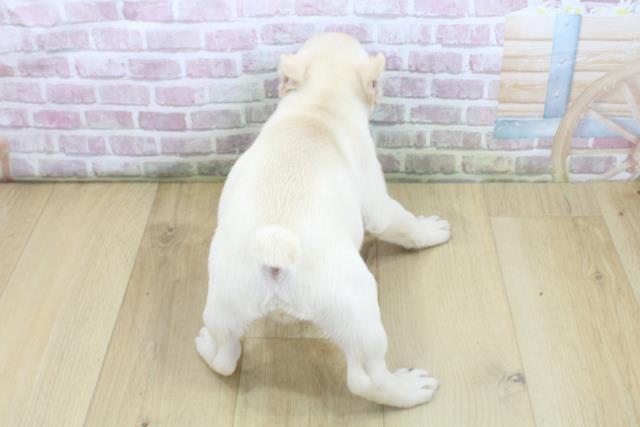 福島県のフレンチブルドッグ (Coo&RIKU福島店/2025年8月8日生まれ/男の子/クリーム)の子犬の4枚目の画像