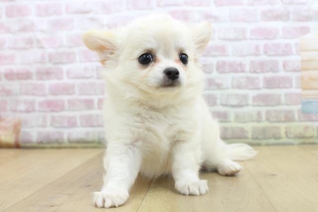 福島県のチワワ(ロング) (Coo&RIKU郡山店/2025年8月9日生まれ/男の子/クリームホワイト)の子犬の1枚目の画像