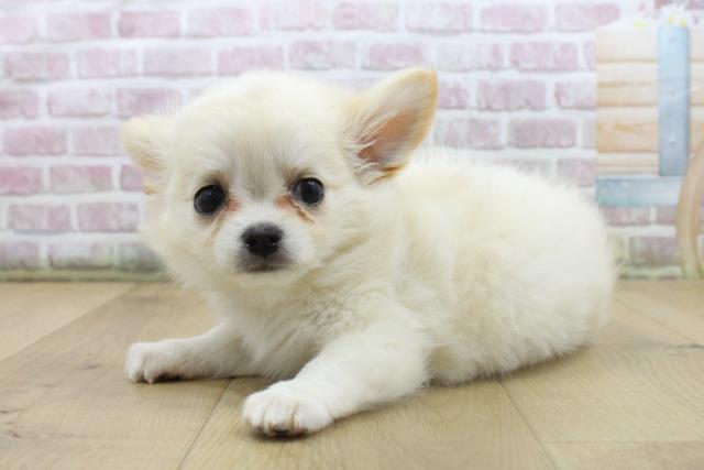 福島県のチワワ(ロング) (Coo&RIKU郡山店/2025年8月9日生まれ/男の子/クリームホワイト)の子犬の2枚目の画像